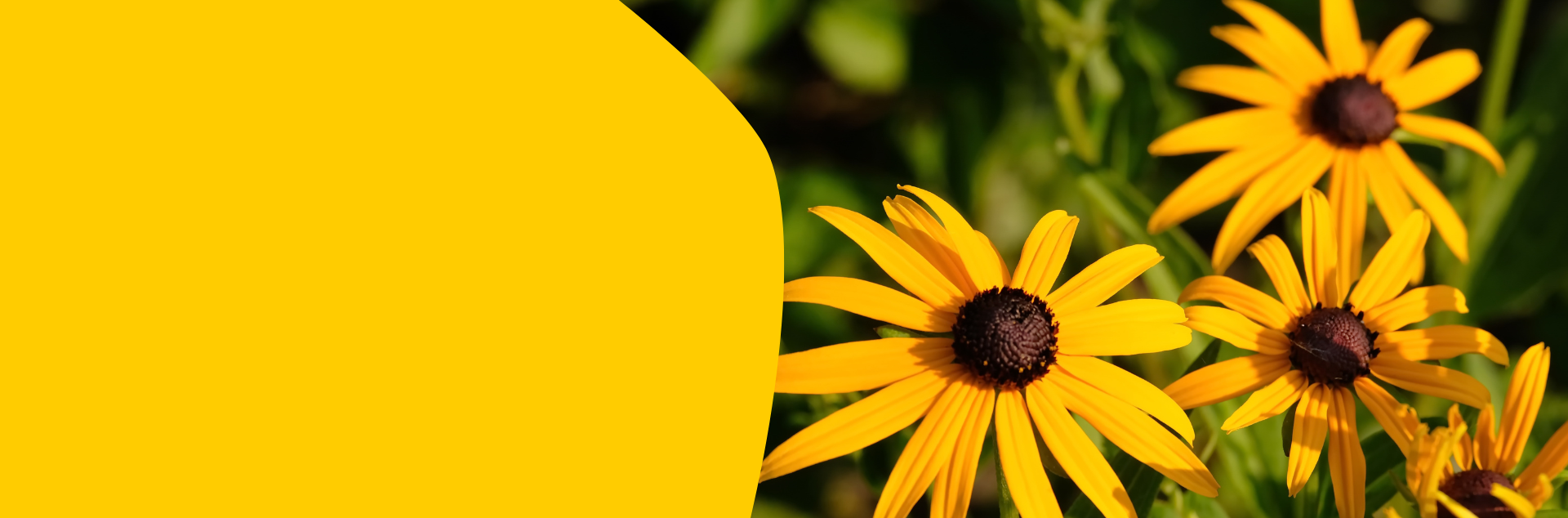 black eyed susans
