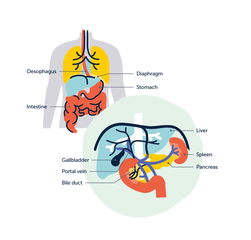 A diagram of the internal organs