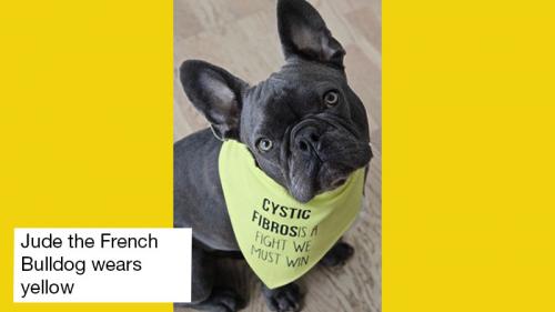 Jude the French Bulldog
