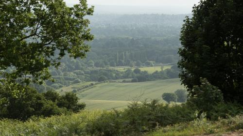 Great Strides Surrey Hills