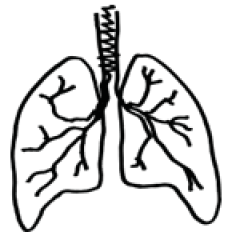 Lungs doodle