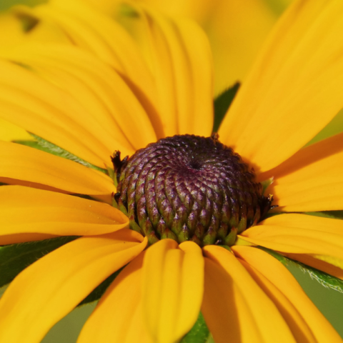 black eyed susan