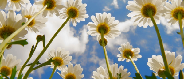 Daisies