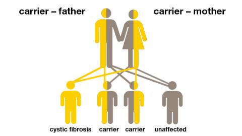 Cystic Fibrosis Genetics What Causes Cf