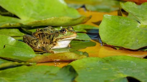 Garden frog