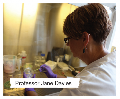 Jane Davies