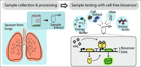 Lung graphic for ACS Synbio abstract