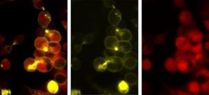 Cells under a microscope in yellow and red light