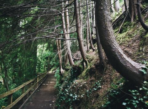 woodland footpath