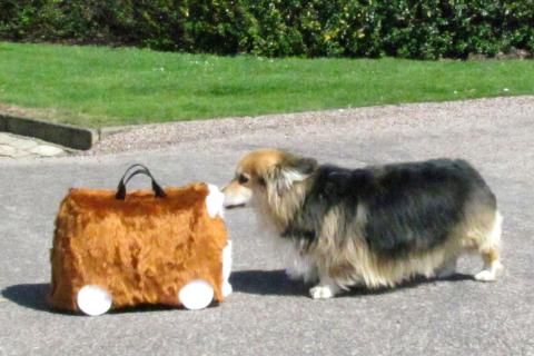 Photograph of a Royal corgi meeting a Trunki in 2011
