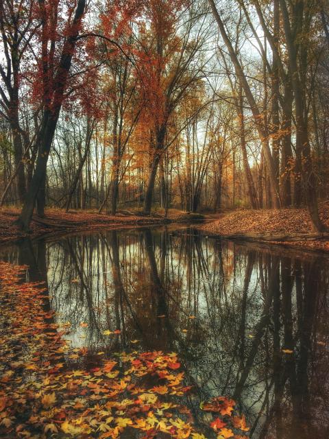 An autumnal scene by a small lake