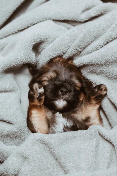 A puppy snuggled up in some blankets