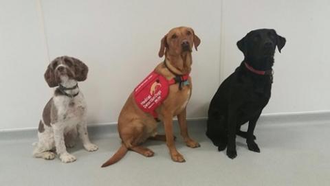 Medical Detection Dogs Lizzie, Flint and Oakley trained to detect Pseudomonas bacteria