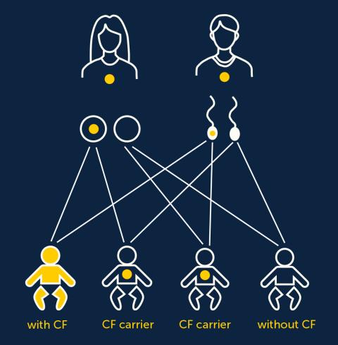 A diagram of how children of carrier parents inherit CF gene mutations