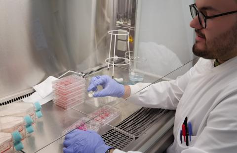 Photo of cell culture scaffold in the lab