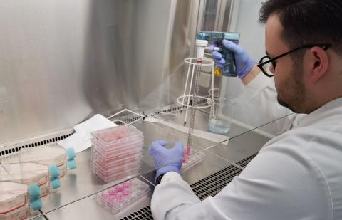 Photo of research maintaining cell cultures in the lab