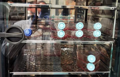 Photo of cell culture incubator in the lab