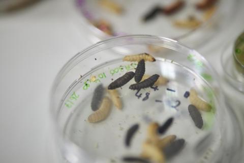 maggots in a plastic dish in the laboratory