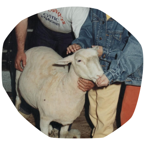 dolly the sheep